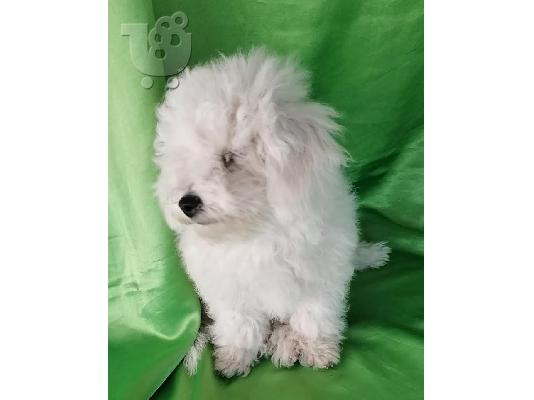 Curly Bichon, όμορφα κουτάβια